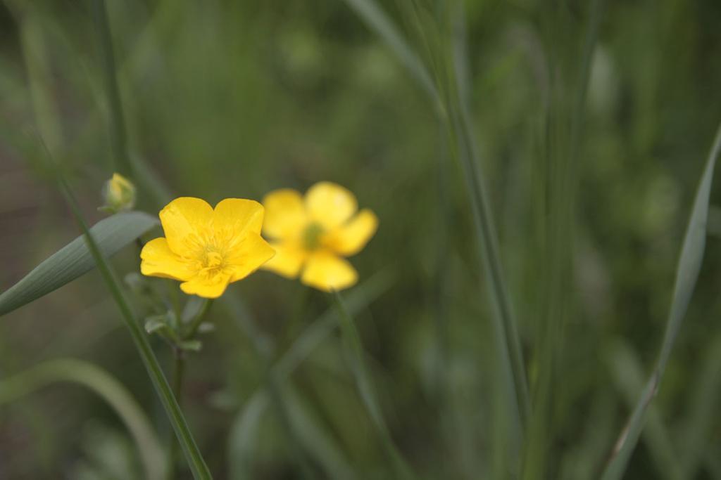 Agriturismo Botton D'Oro Dongo Zewnętrze zdjęcie