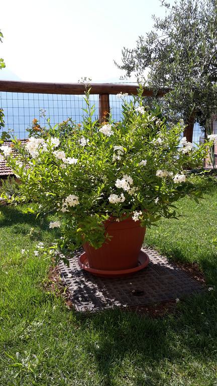 Agriturismo Botton D'Oro Dongo Zewnętrze zdjęcie