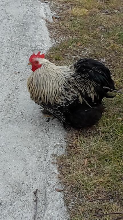Agriturismo Botton D'Oro Dongo Zewnętrze zdjęcie
